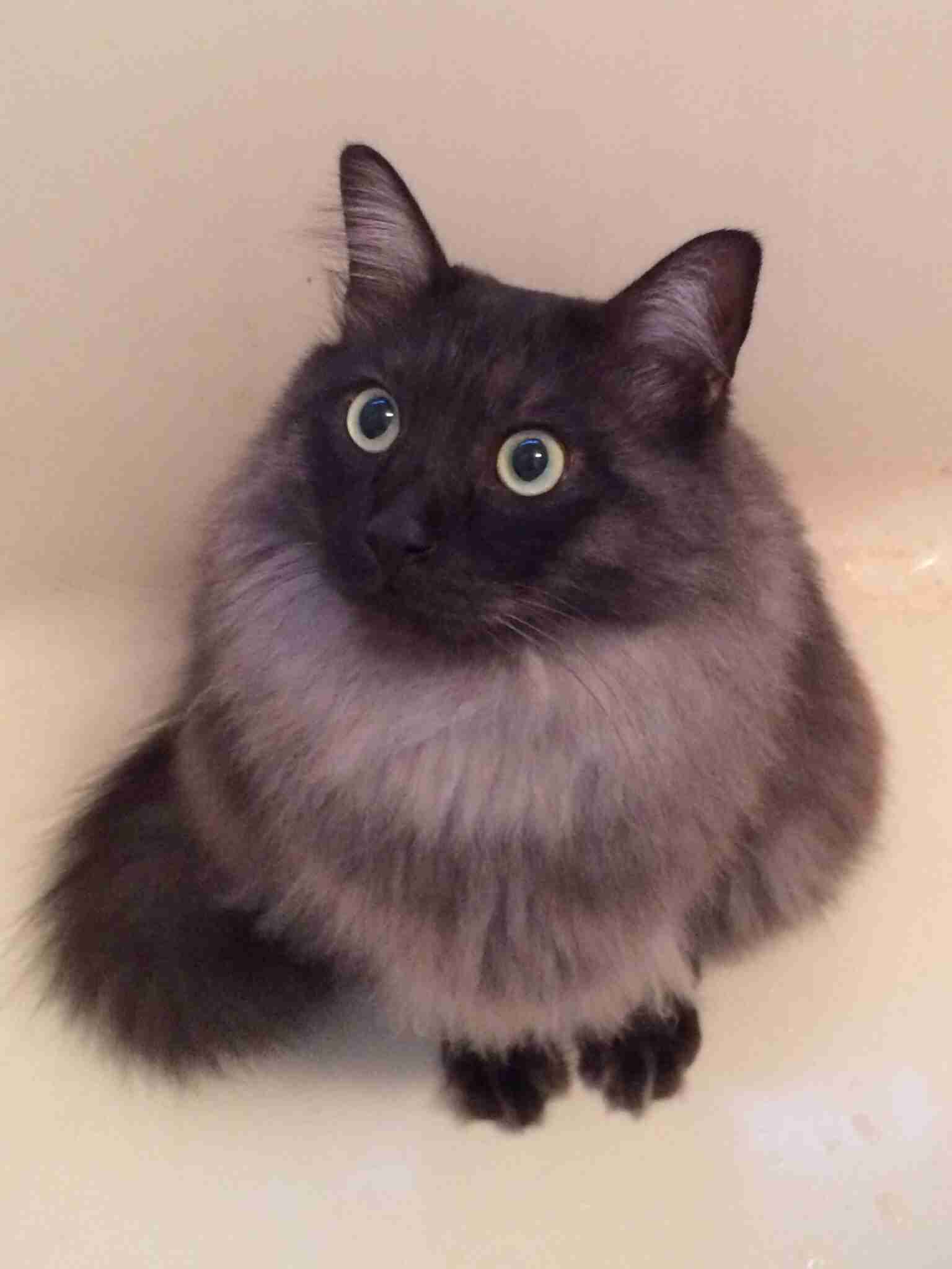 皆さんどんなペットを飼っていますか？