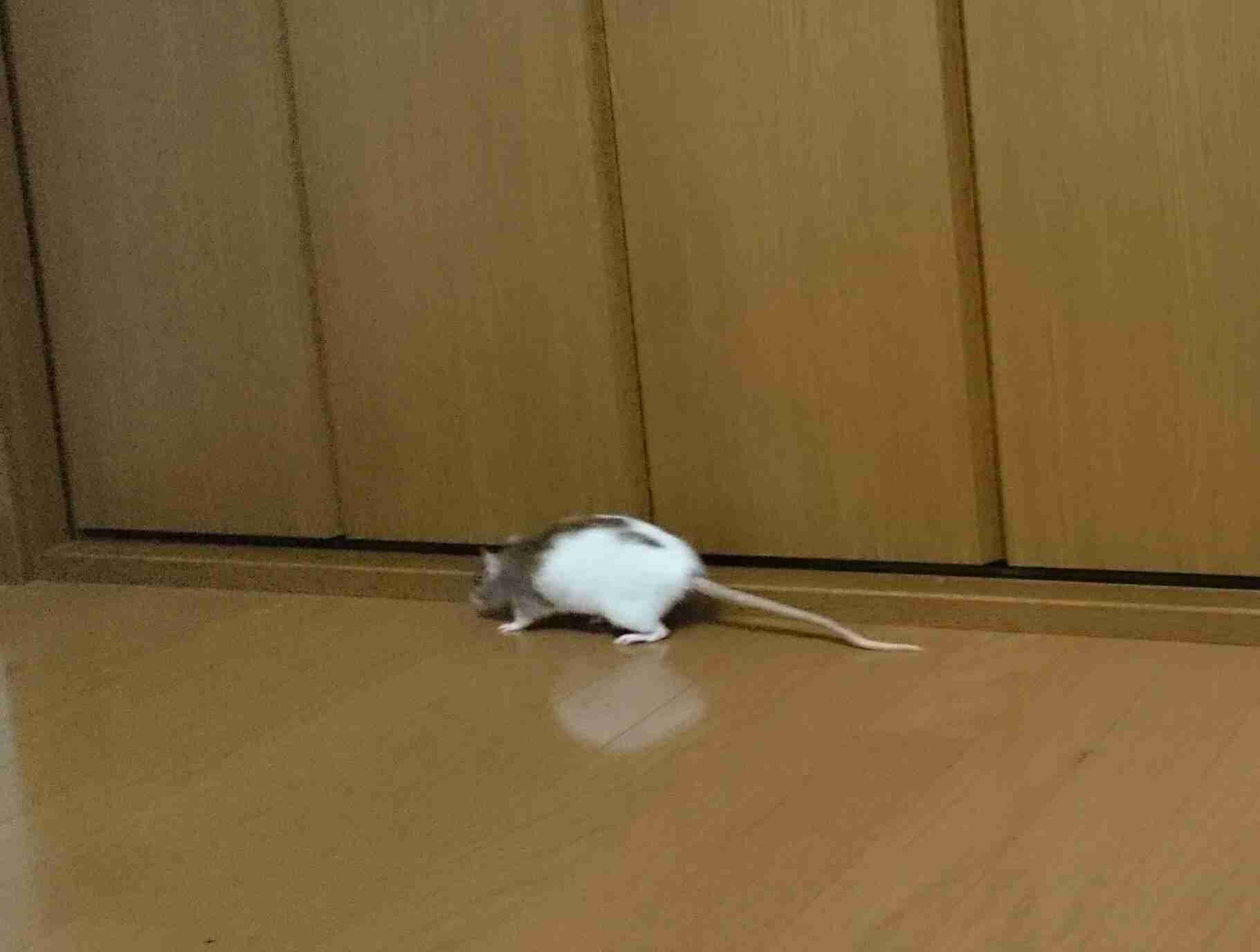 皆さんどんなペットを飼っていますか？