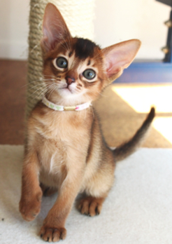 皆さんどんなペットを飼っていますか？