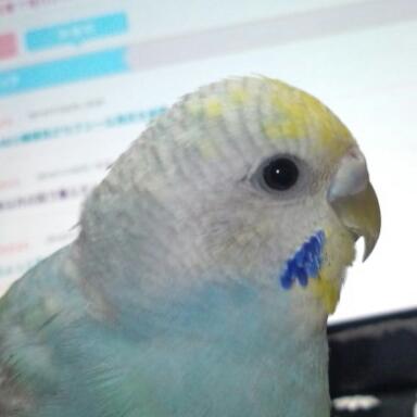 皆さんどんなペットを飼っていますか？