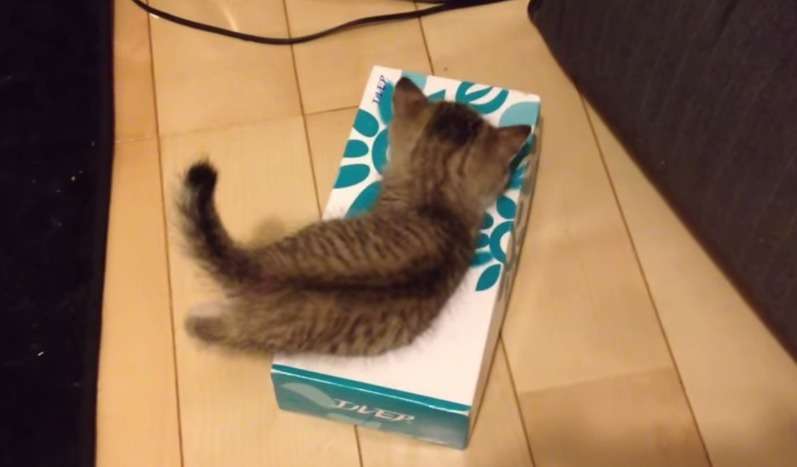 皆さんどんなペットを飼っていますか？