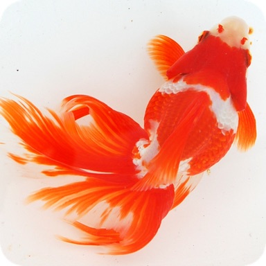 観賞魚飼育されてる方お話しませんか？