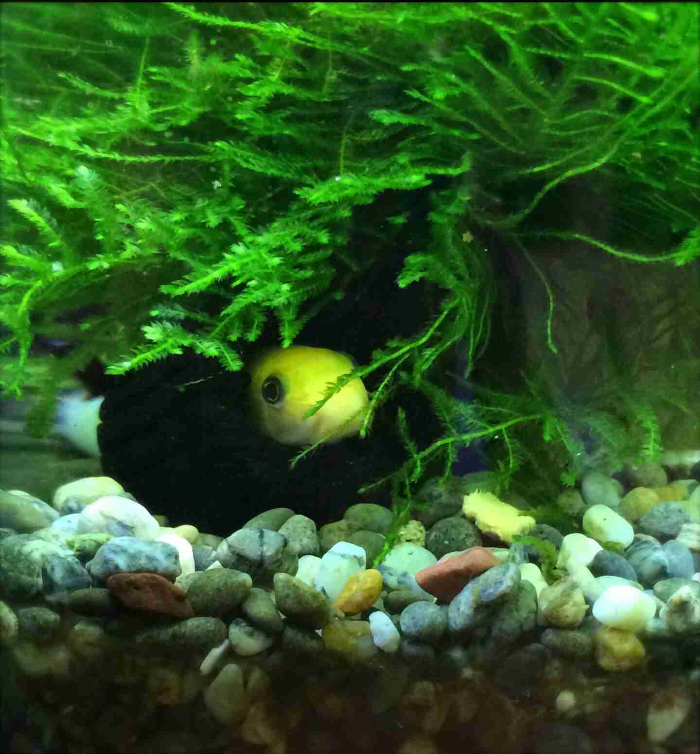 観賞魚飼育されてる方お話しませんか？