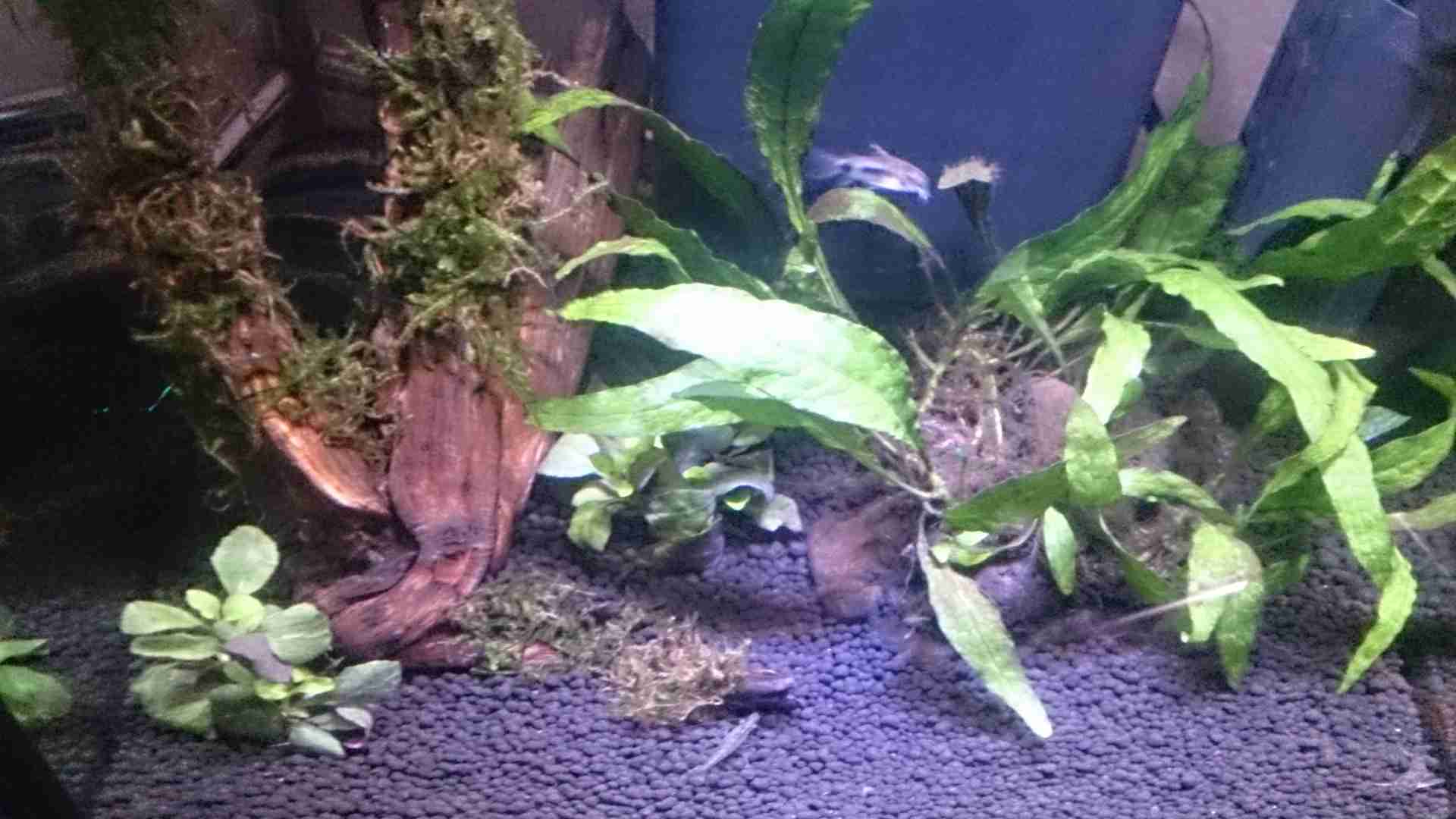 観賞魚飼育されてる方お話しませんか？