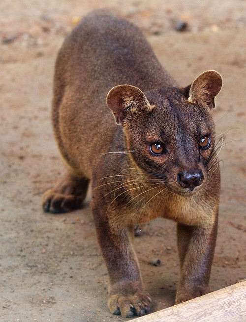 上野動物園がハシビロコウのウインク姿を公開→イケメンだと話題にｗ