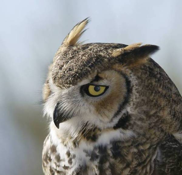 上野動物園がハシビロコウのウインク姿を公開→イケメンだと話題にｗ