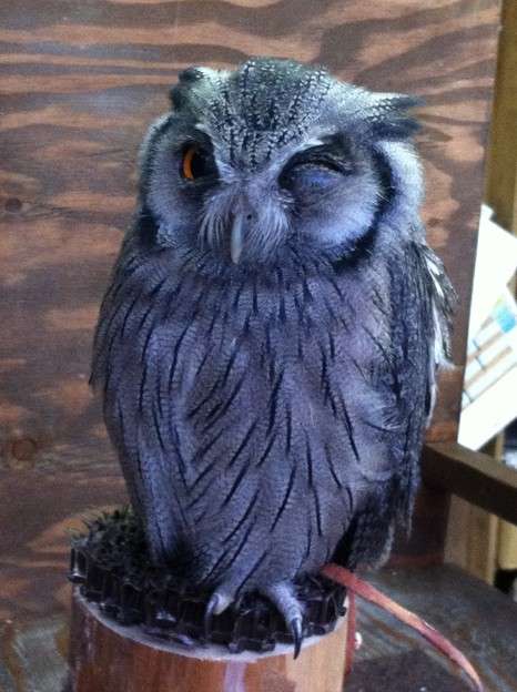 上野動物園がハシビロコウのウインク姿を公開→イケメンだと話題にｗ