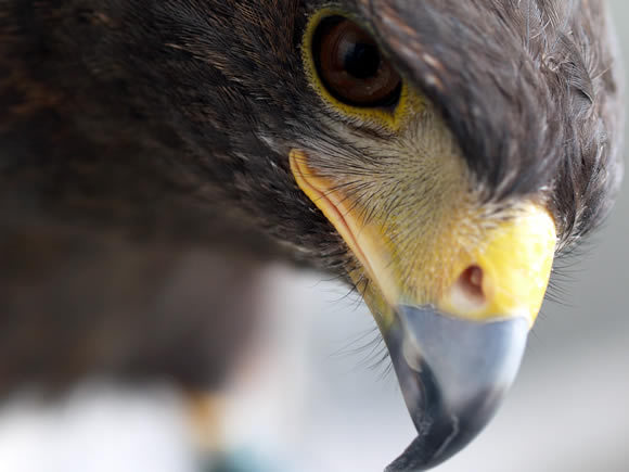 上野動物園がハシビロコウのウインク姿を公開→イケメンだと話題にｗ