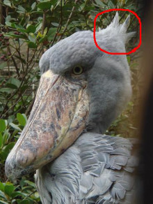 上野動物園がハシビロコウのウインク姿を公開→イケメンだと話題にｗ