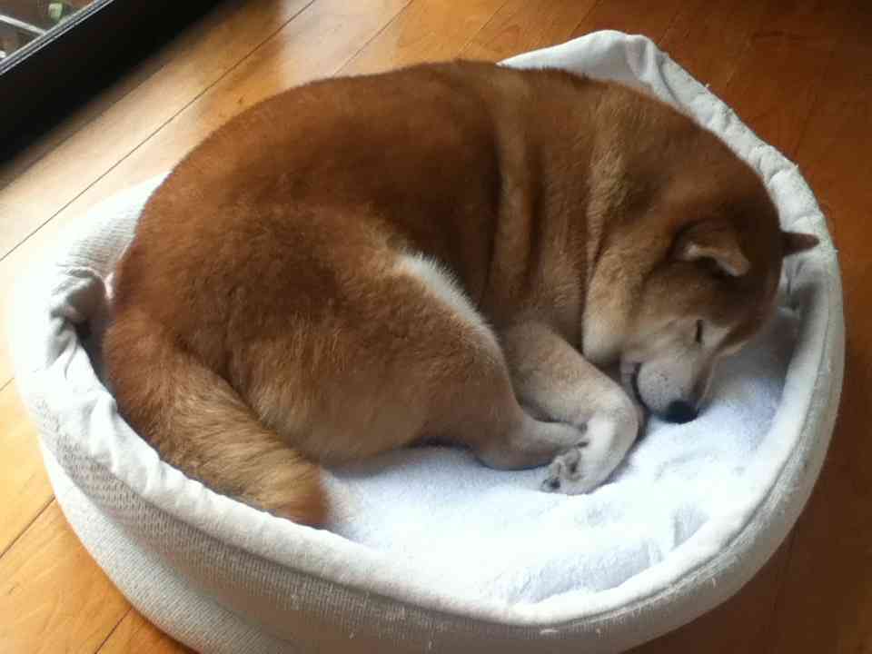 ペットの留守番時間