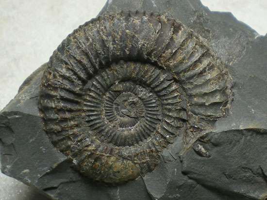 実を言うと…この意味分かりません！