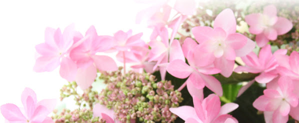 紫陽花の画像を貼るトピ