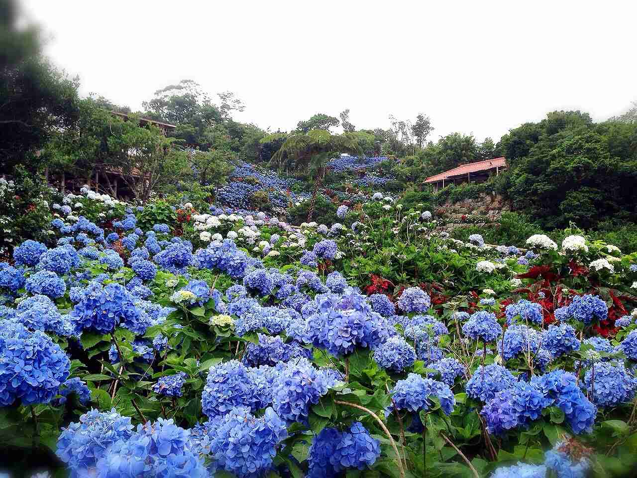 紫陽花の画像を貼るトピ