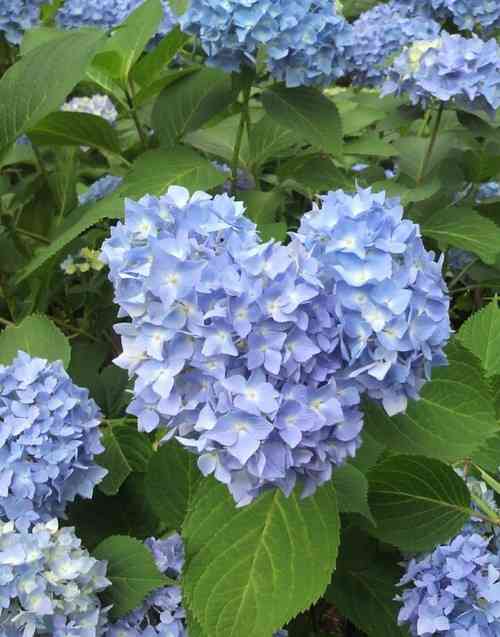 紫陽花の画像を貼るトピ
