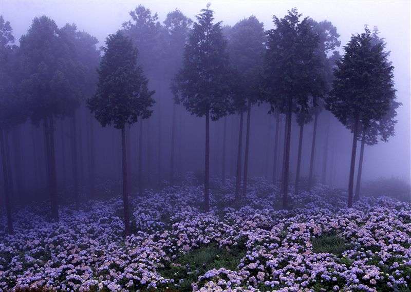 紫陽花の画像を貼るトピ