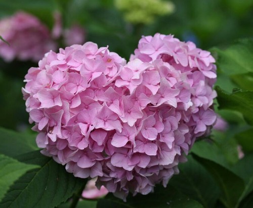 紫陽花の画像を貼るトピ