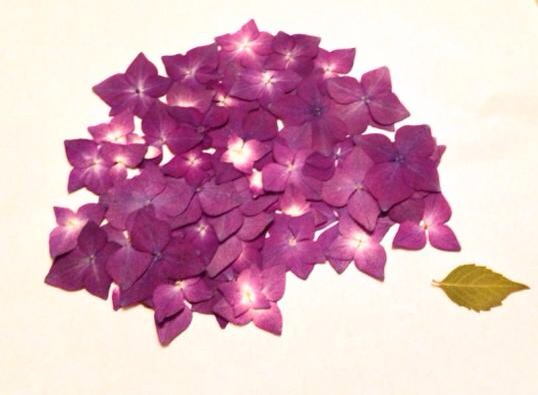 紫陽花の画像を貼るトピ