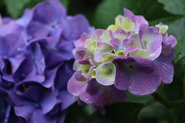 紫陽花の画像を貼るトピ