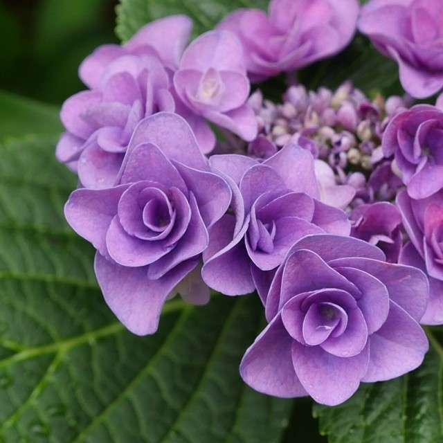 紫陽花の画像を貼るトピ
