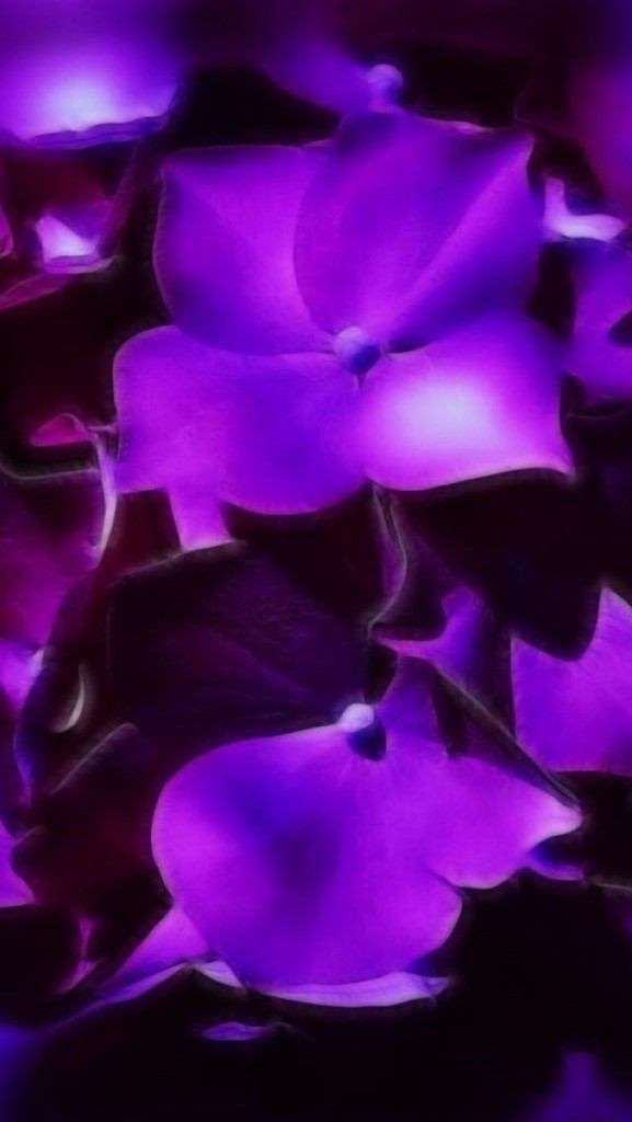 紫陽花の画像を貼るトピ