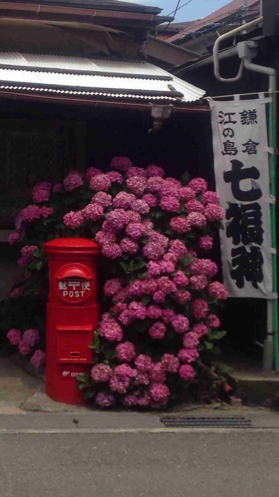 紫陽花の画像を貼るトピ