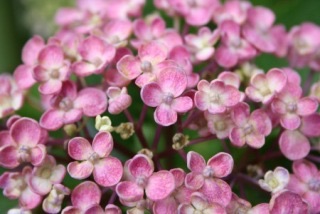 紫陽花の画像を貼るトピ