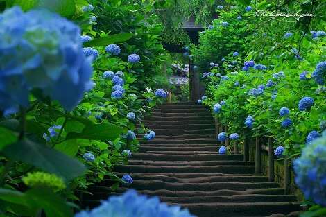 紫陽花の画像を貼るトピ