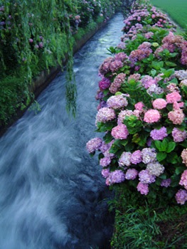 紫陽花の画像を貼るトピ