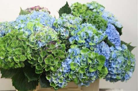 紫陽花の画像を貼るトピ