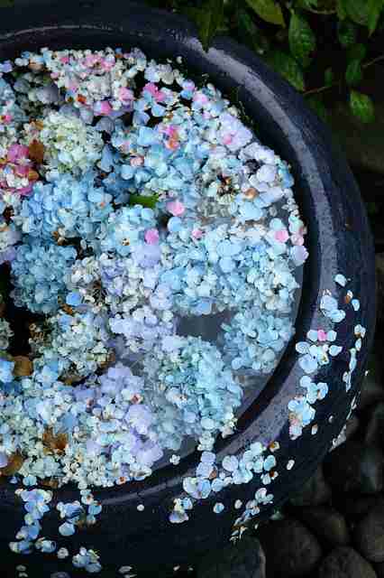 紫陽花の画像を貼るトピ