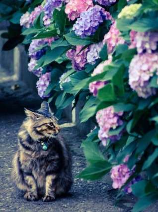 紫陽花の画像を貼るトピ