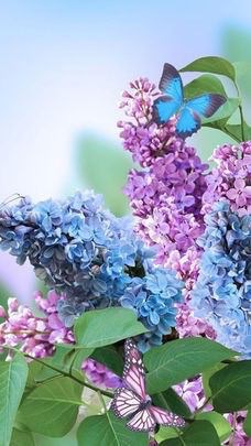 紫陽花の画像を貼るトピ