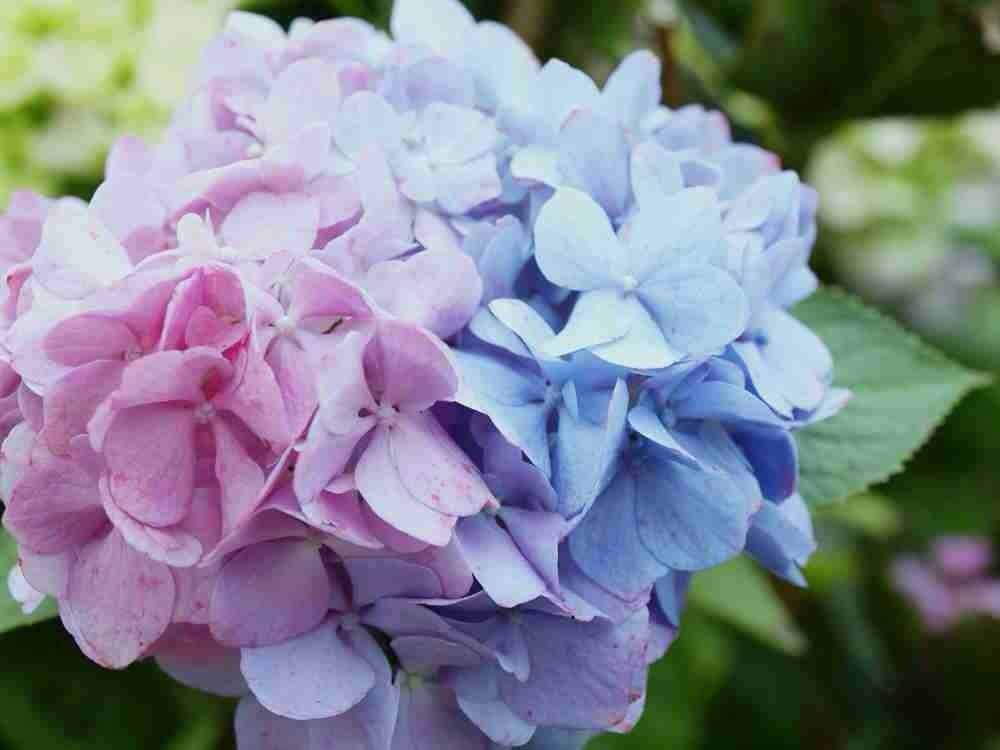 紫陽花の画像を貼るトピ
