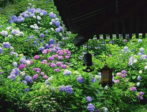紫陽花の画像を貼るトピ