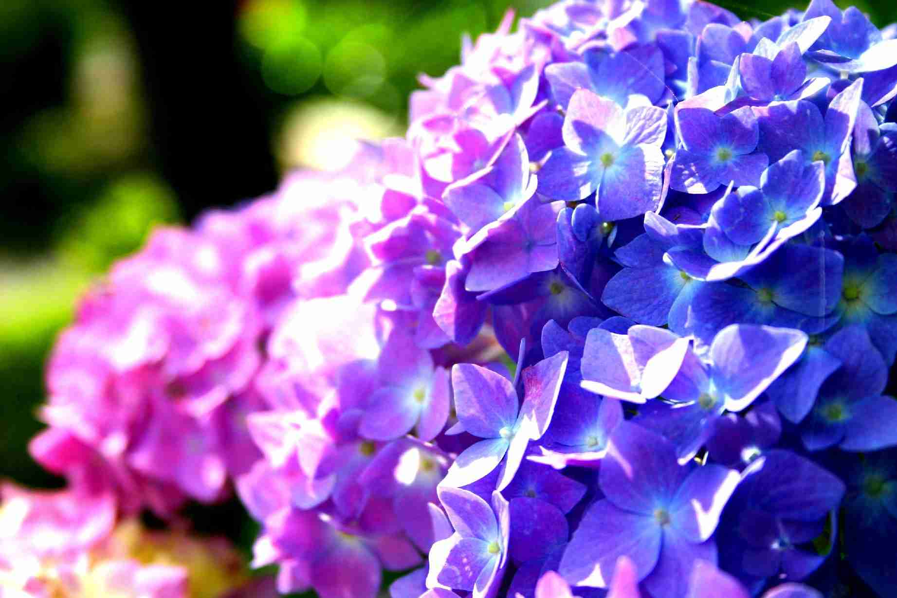 紫陽花の画像を貼るトピ