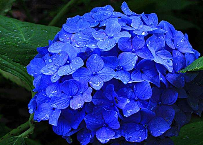 紫陽花の画像を貼るトピ