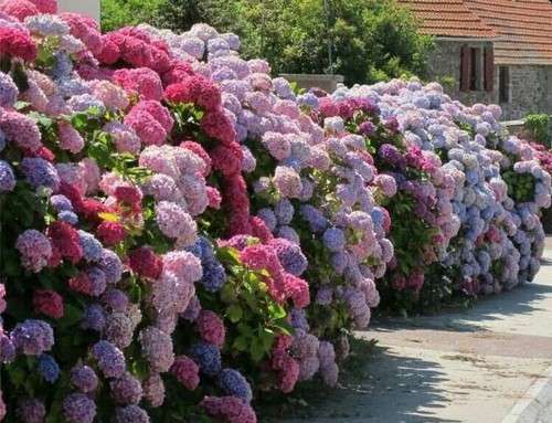 紫陽花の画像を貼るトピ