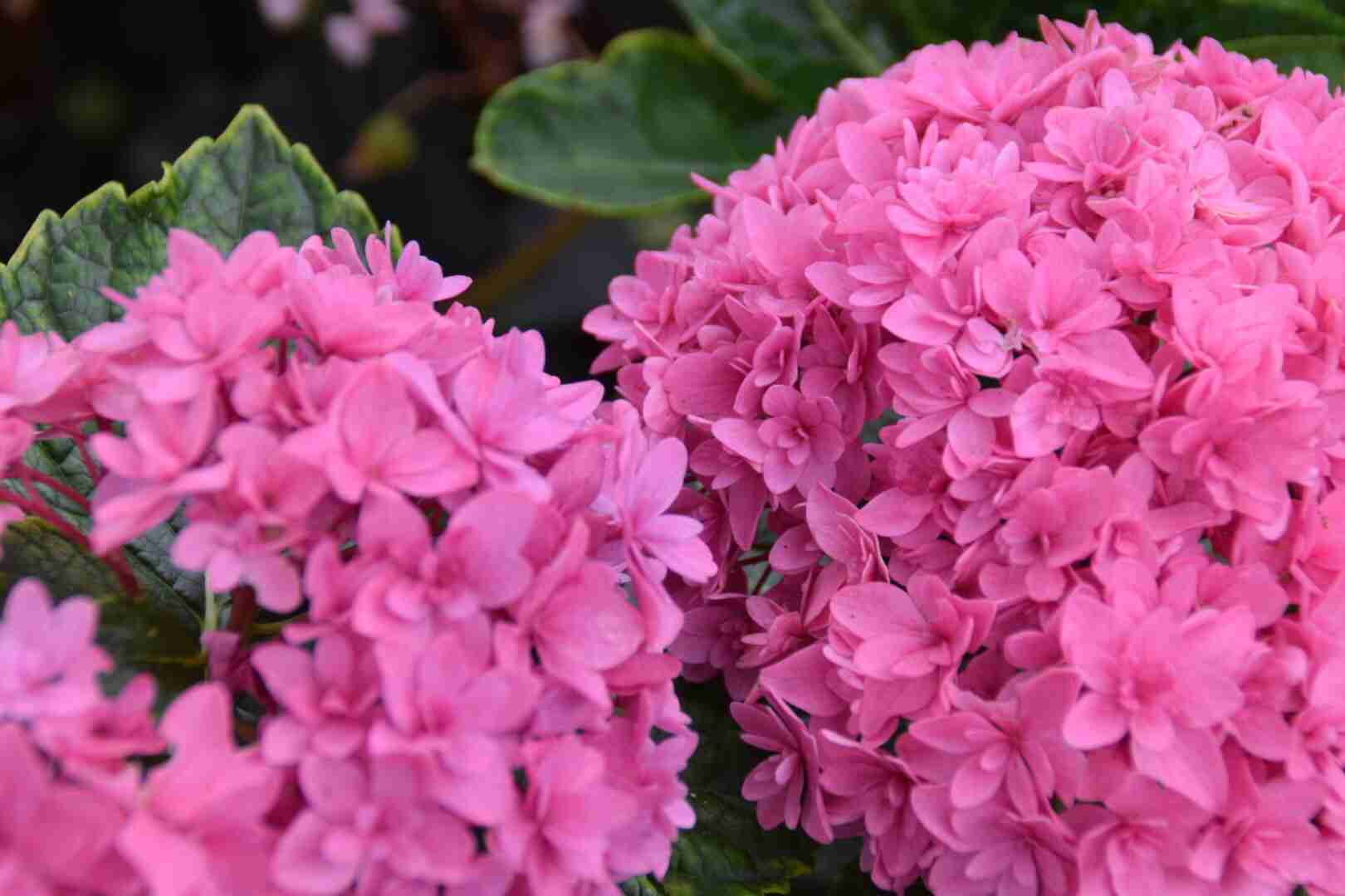 紫陽花の画像を貼るトピ