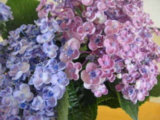 紫陽花の画像を貼るトピ