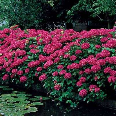 紫陽花の画像を貼るトピ