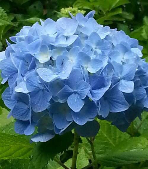 紫陽花の画像を貼るトピ