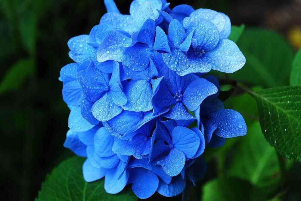 紫陽花の画像を貼るトピ