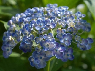 紫陽花の画像を貼るトピ