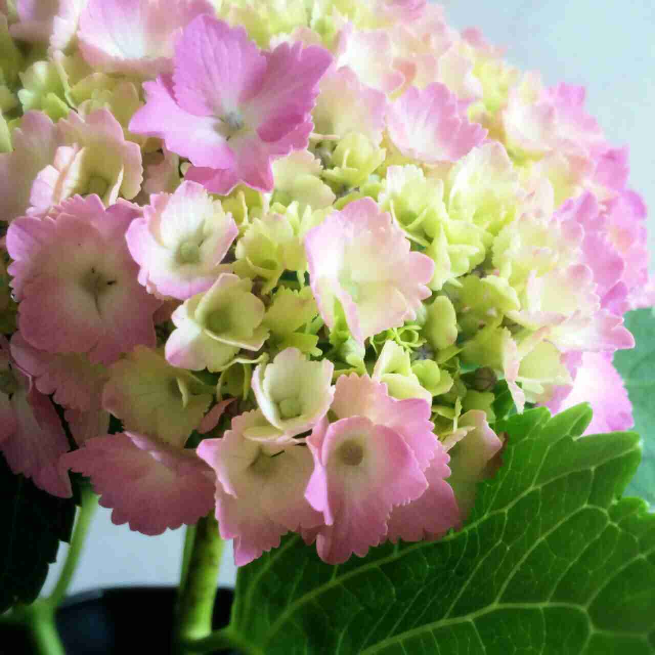 紫陽花の画像を貼るトピ