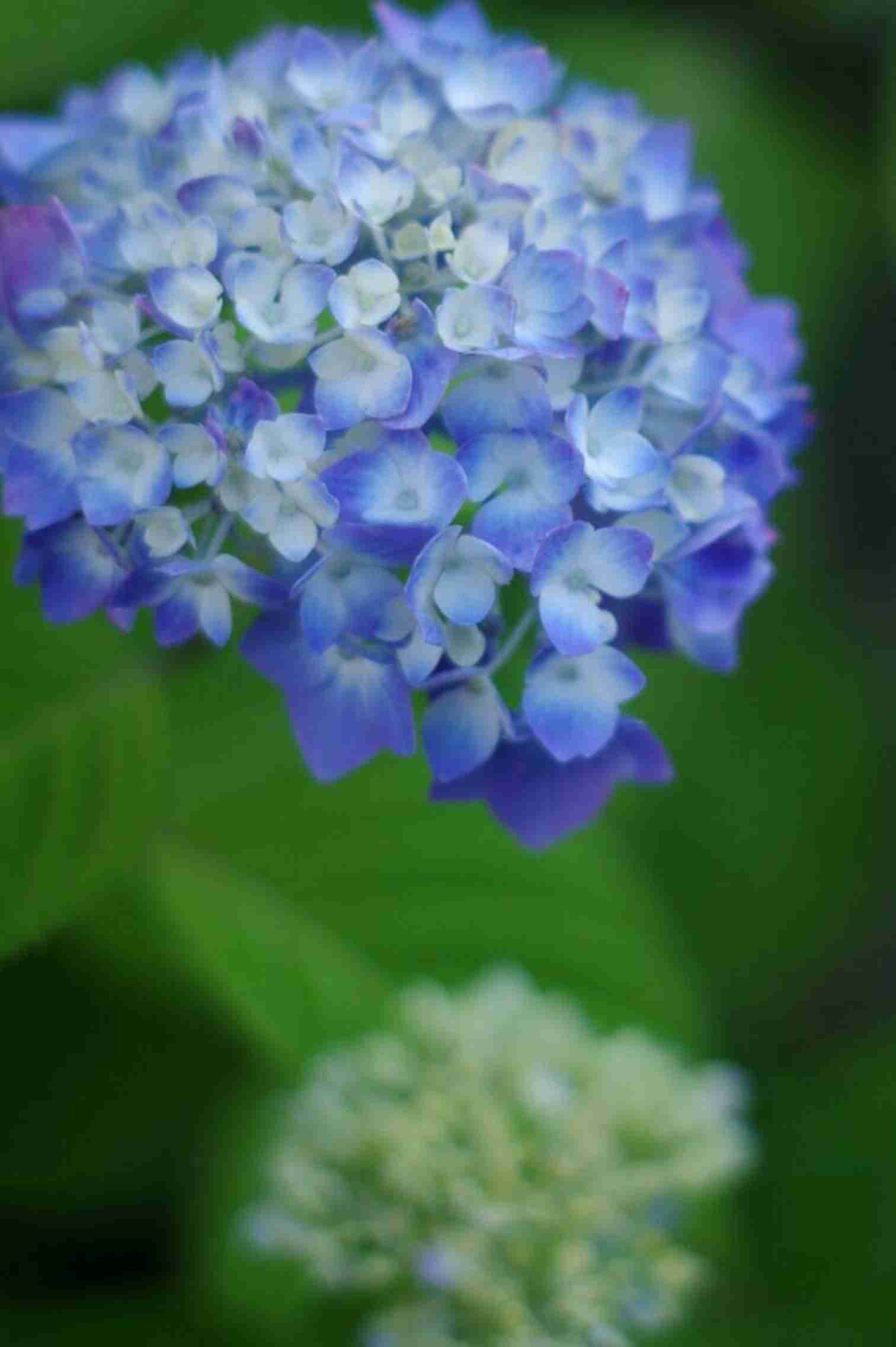 紫陽花の画像を貼るトピ