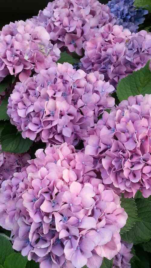 紫陽花の画像を貼るトピ