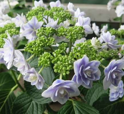 紫陽花の画像を貼るトピ