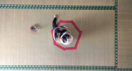 ネコ専用　行儀よく座る姿がカワイイ「猫ホイホイ畳」販売