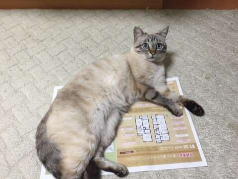 ネコ専用　行儀よく座る姿がカワイイ「猫ホイホイ畳」販売