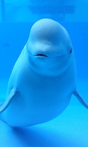 板野友美、“心のスッピン”初公開 デビューから10年、24歳の素顔に迫る